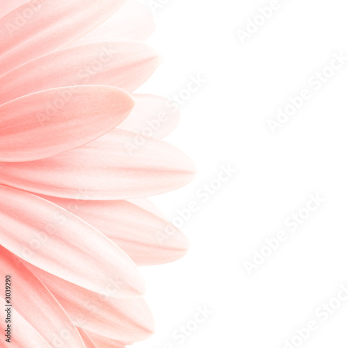 pink petals highkey