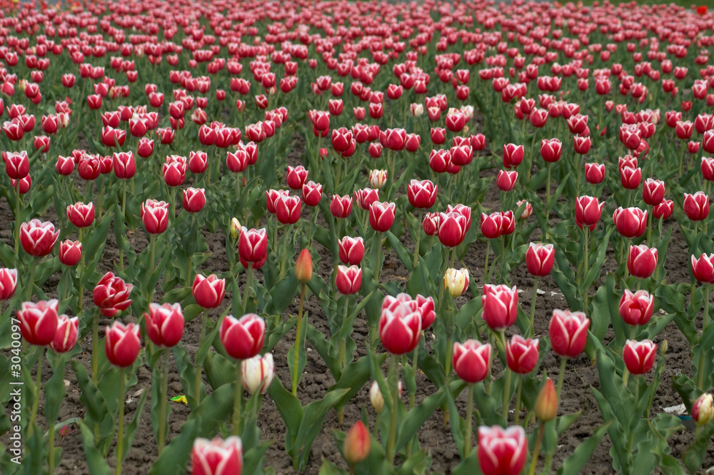 tulips field iii