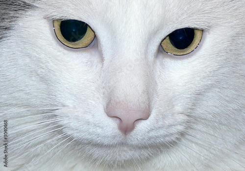 white cat