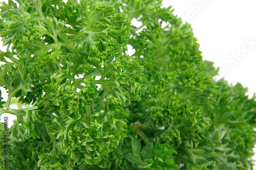 close up of fresh parsley