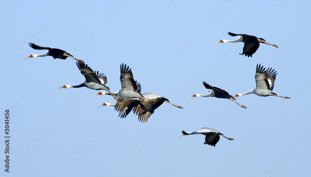 Obraz premium white-naped crane