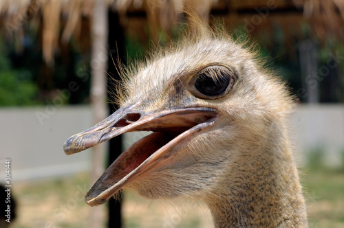 ostrich photo