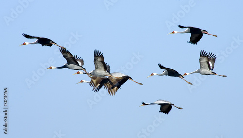 white-naped crane