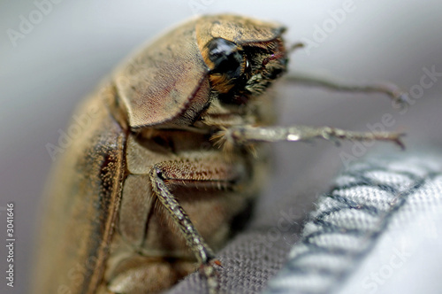 malaysia, langkawi: brown coleoptera photo