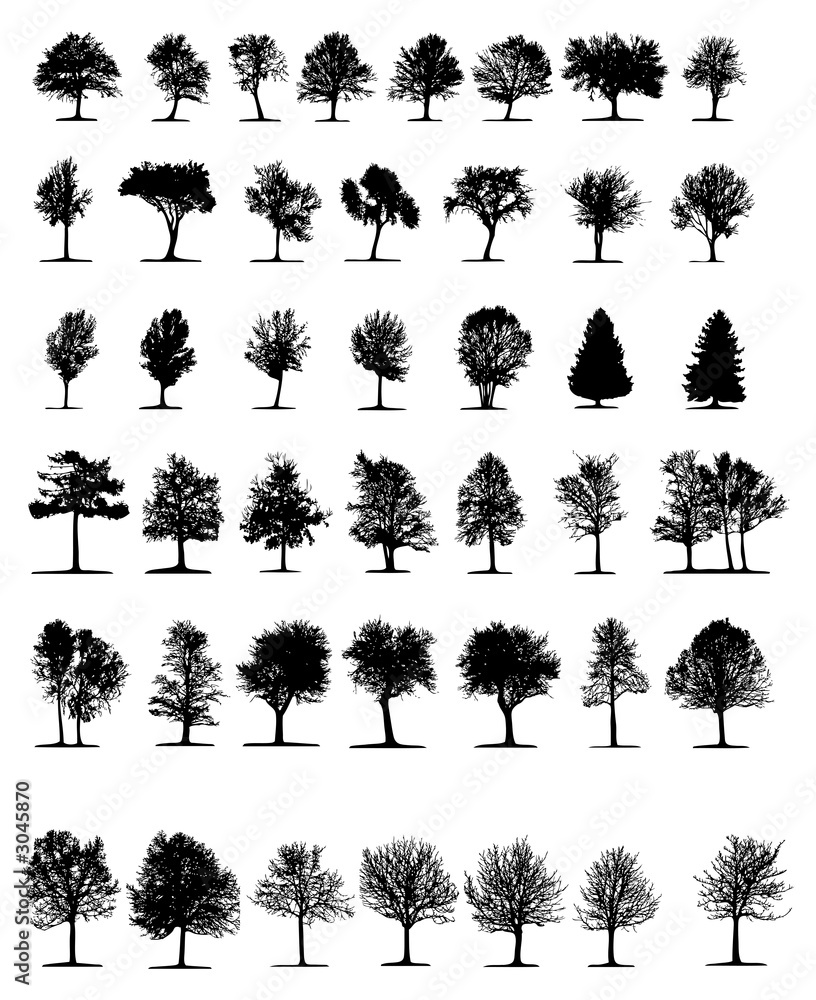 Obraz premium trees isolated on white background