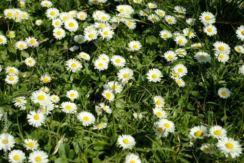 daisies in a spring day