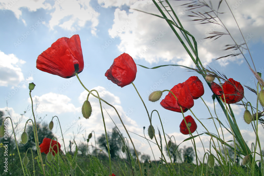 Obraz premium poppies field