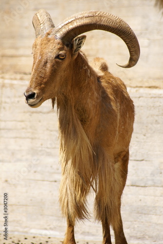 urial