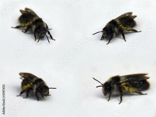 bees © Paul Lampard