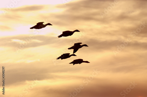 Geese at sunset