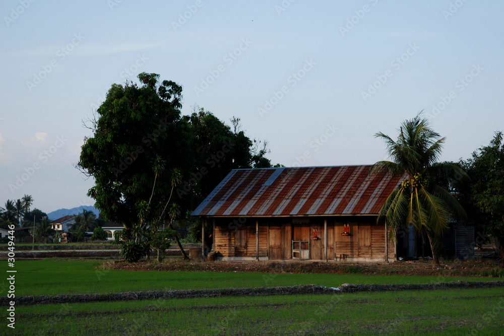 paddy field, house and trees paddy field, house and trees