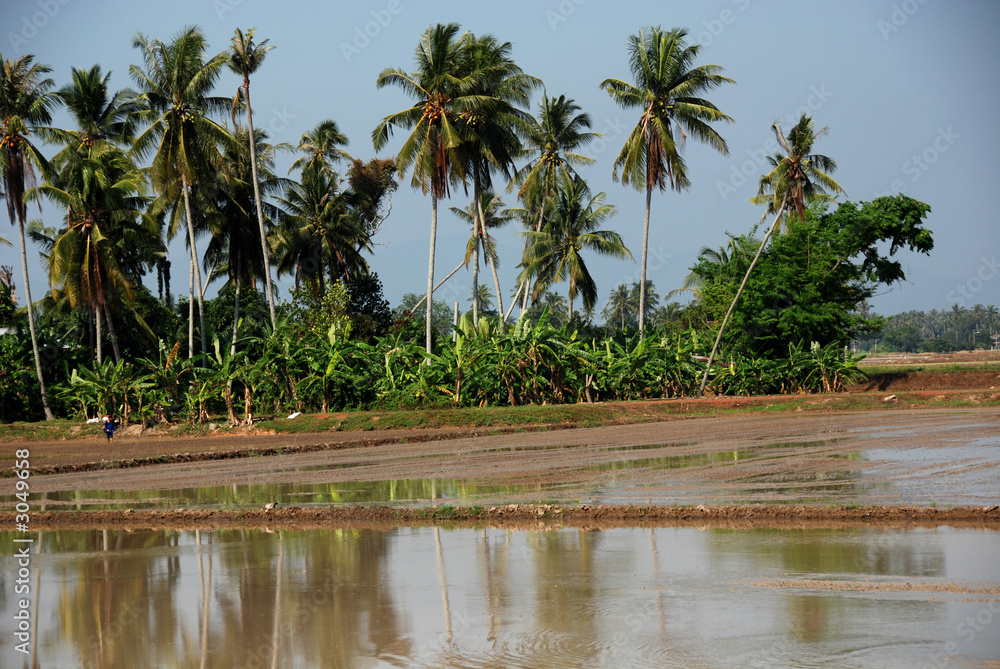 coconut trees,and paddy field coconut trees,and paddy field