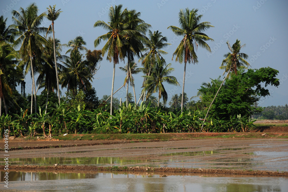 Obraz premium coconut trees and paddy field
