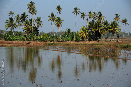 coconut trees and paddy field