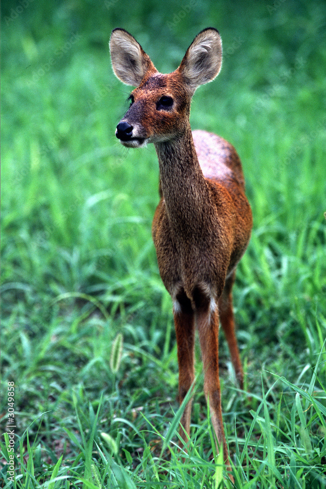 wetland deer & juvenile wetland deer & juvenile