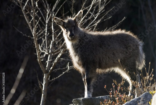 goral