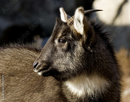 goral