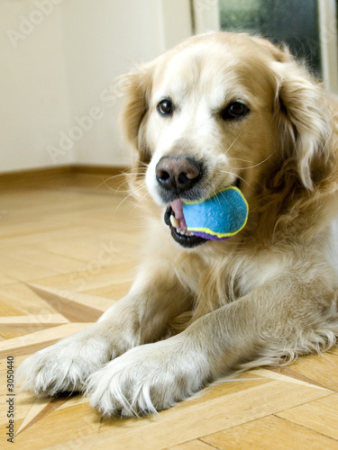 hund
