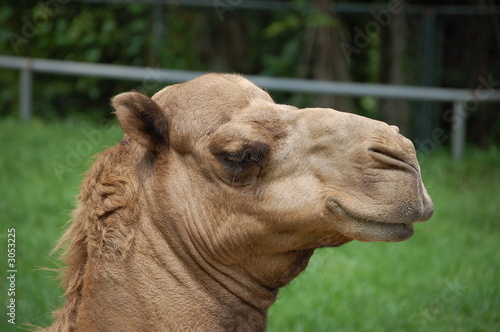 mr camel © Arshad Abdullah