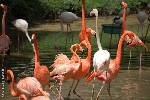 Photography flamingo