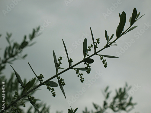 olive branch 1