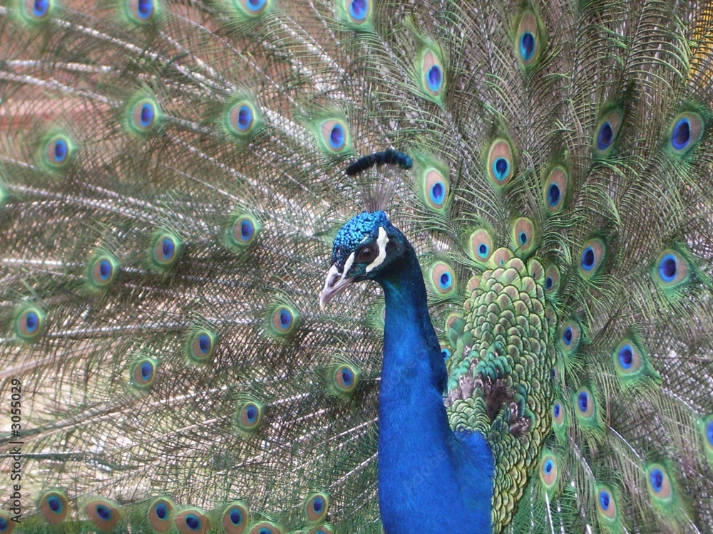 Obraz premium pavo real