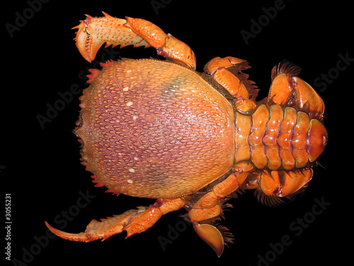 crabe de l'océan indien photo