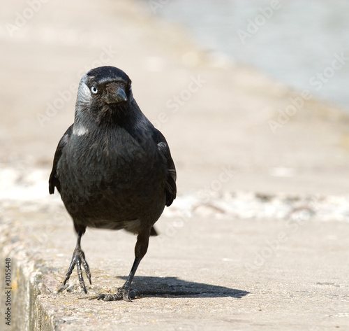 raven