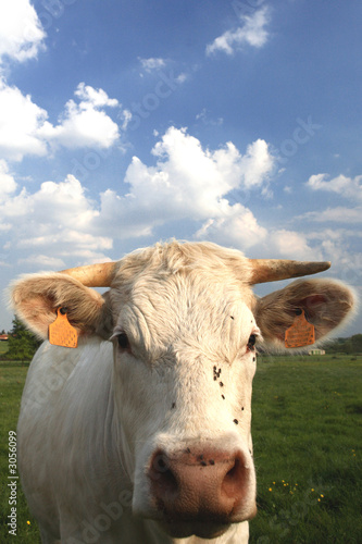 portrait de vache © Frédéric Prochasson