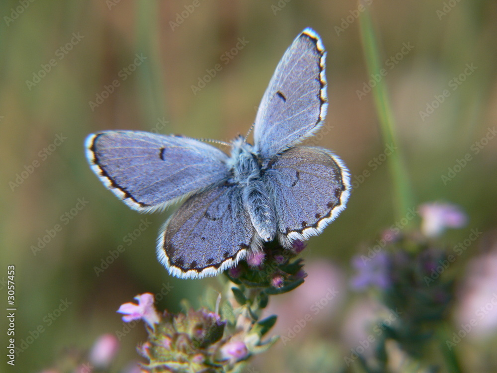 Fototapeta premium papillon bleu