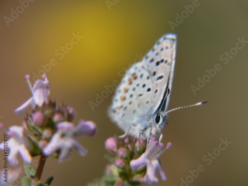 Wallpaper Mural papillon coquet Torontodigital.ca