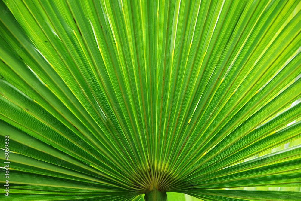 Naklejka premium peacock palm