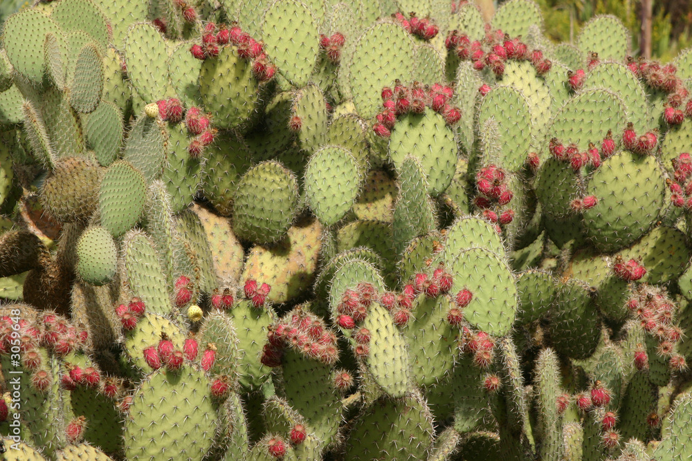 cactus background cactus background