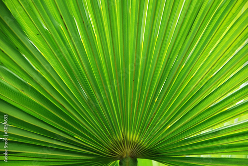 peacock palm