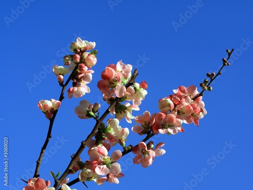 Photos spring blossom on blue background,