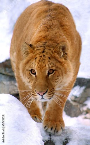 liger