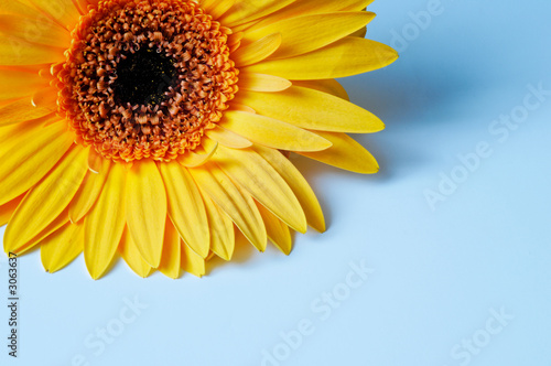 yellow sunflower on blue
