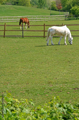 horses grazing