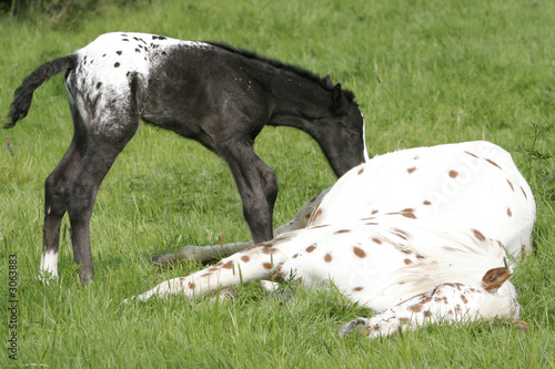 mare and foal