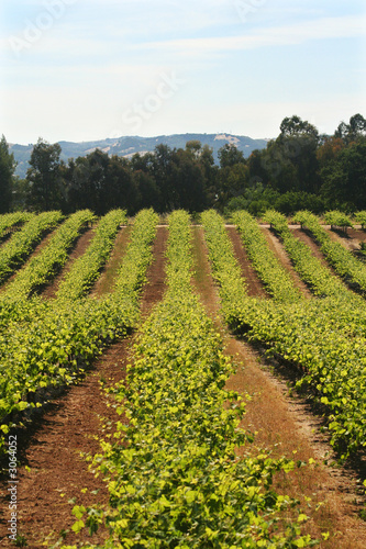 wine vineyard