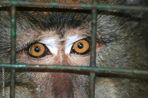 monkey eyes
