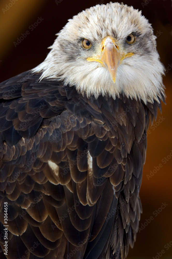Fototapeta premium american bald eagle