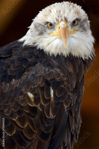 american bald eagle