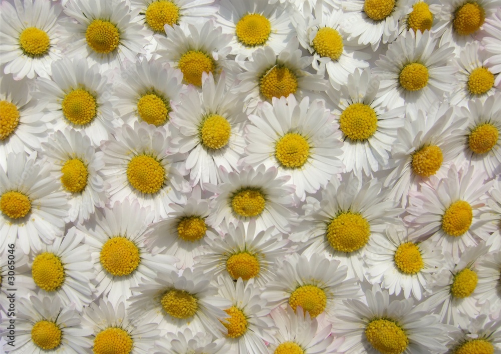paquerette paquerette
