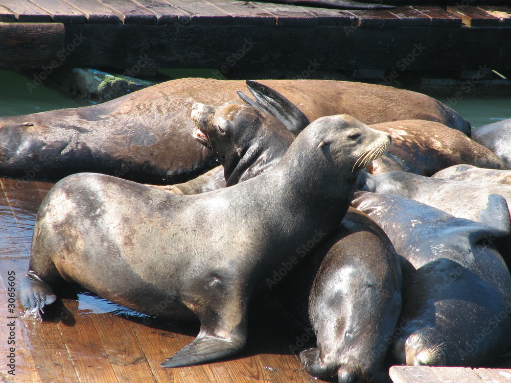 Fototapeta premium sealions gang