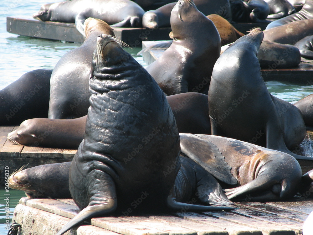 Fototapeta premium sea-lions herd