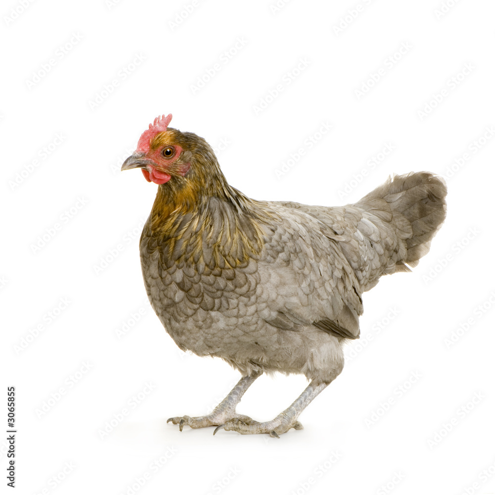 Fototapeta premium poule