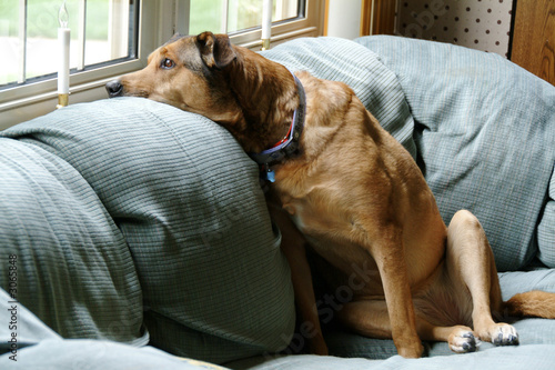 family dog on the couch looking out window