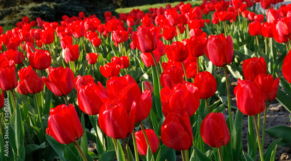Fototapeta premium tulips field landscape