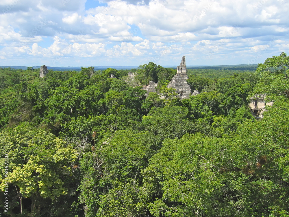 view over the old maya ruins and the peten jungle, tikal, guatem